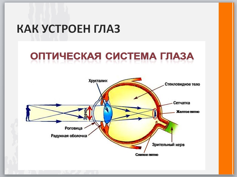 Глаз как оптическая система зрения физика. Оптическая система глаза. Глаз как оптическая система. Как устроено зрение. Глаз как оптическая система физика.